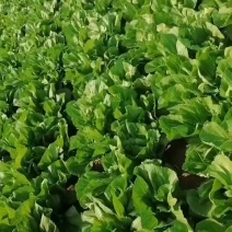 芥菜大量上市