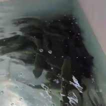 草鱼