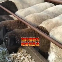 纯种黑头杜泊种公羊怀孕母羊杜寒杂交羊奶山羊澳洲白免费送货