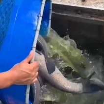 大量出售自己养殖水库大青鱼，