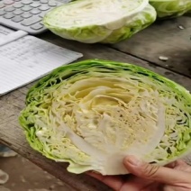 甘蓝
