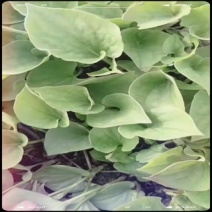 鱼腥草