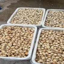 新鲜特产白慈姑大量上市，产地直销现挖现发