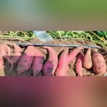 西瓜红