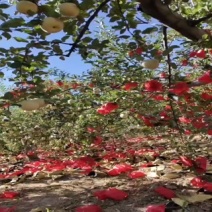 延安苹果