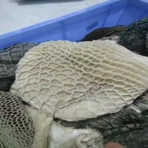 金钱肚。
