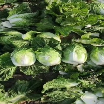 东北黄心大白菜大量上市了质量好价格便宜
