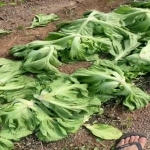 芥菜大量上市直接开园。