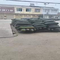 精品冬瓜大量上市，产地直发，一手货源。质量有保证