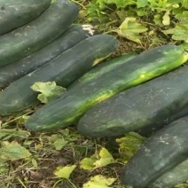 大长条黑皮冬瓜15斤打底需要的联系