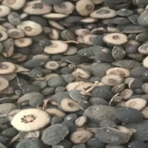 湖南益阳沅江，枳壳