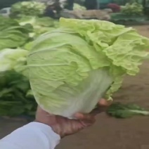 精品夏阳白，颜色正个头匀诚信经营质量保证
