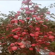 红富士苹果，黄金维纳斯