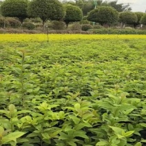 苖圃直供常绿色块四季桂地苗四季桂绿篱耐修剪适应性强易成活