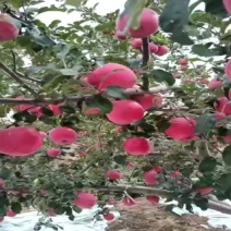 甘肃高海拔红富士苹果
