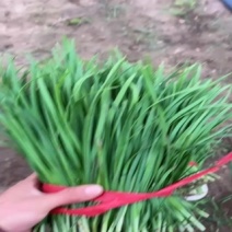 河北固安大叶韭菜