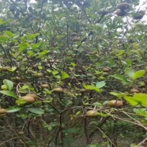 预售山茶油果，霜降后开始采摘