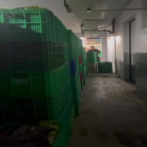 精品意大利生菜大量上市