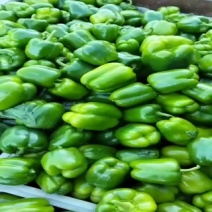 圆椒，青椒，大量有货