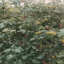 千禧圣女果