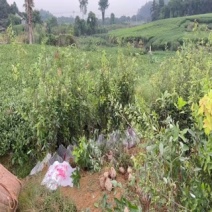 老鹰茶苗基地直发杯苗成活率高品质保证