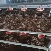 稻壳鸡粪