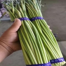 精品小红帽蒜苔