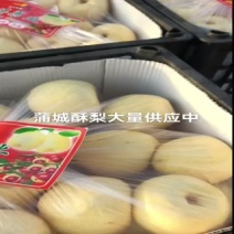 陕西蒲城酥梨