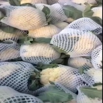 青梗白面花菜大量有货有需要的联系定金留货