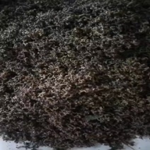 现摘鲜拐枣，去枝鲜拐枣