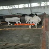 低价黑头杜泊种公羊，澳洲白羊，多胎湖羊，厂家直销，全国发