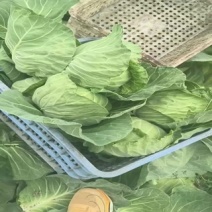 好橄榄以上市，价格便宜，七分熟，颜色青绿，耐运输口感