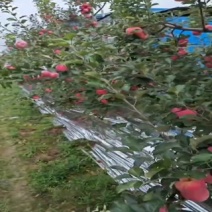 甘肃静宁苹果