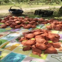 【精品】宁夏银川灵武农场早酥梨半斤起步，货远充足欢迎致电
