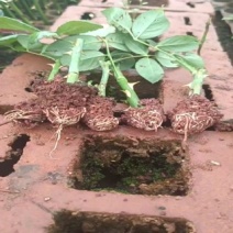 多头丰花月季小苗，一手货源，保证对版，冷链物流快递发货