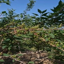 4年至多年连翘苗药用的1公分至2公分的当年结果的