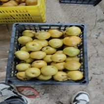 软儿梨