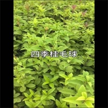苗圃直供常绿多花四季桂毛球四季桂绿篱四季桂耐修剪适应性强