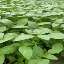 大叶荆芥，