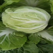 江苏盐城白菜黄心白菜热卖中量大价优质量好欢迎老板选购