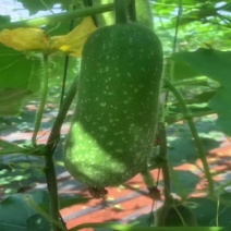 毛节瓜