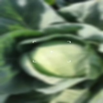 渭南大荔甘蓝上市了。
