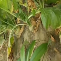 芥菜头，上市中，有有需要老板联系我
