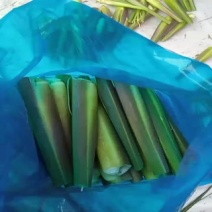 茭白