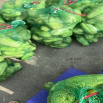 源头价精品佛手瓜种苗正在采摘，需要的老板抓紧贸易，量大从优
