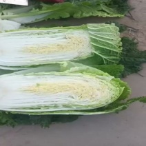 精品白菜
