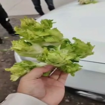 儿菜