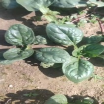 趴地菠菜大量供应欢迎各位客商联系
