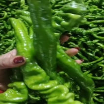 螺丝椒