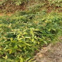 【推荐】山竹苗大量有货，产地直发品质保障可看货欢迎